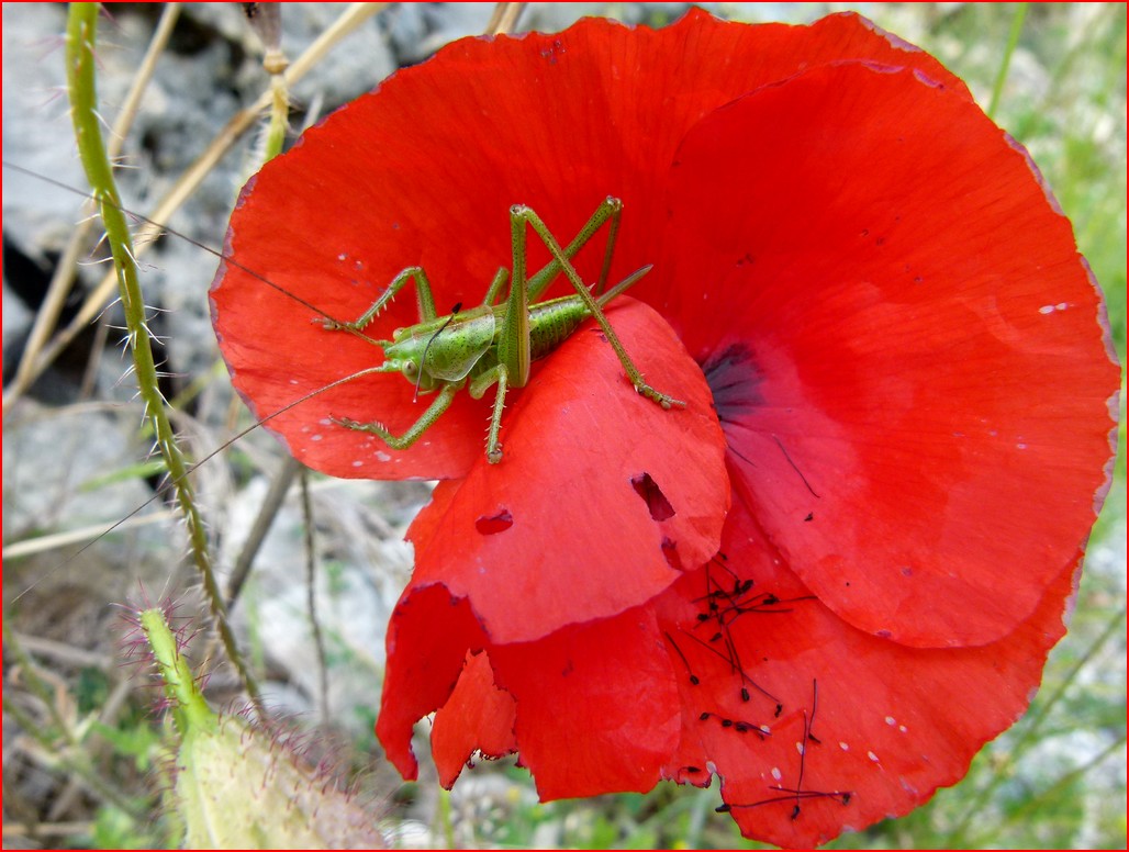 * pauvre coquelicot *