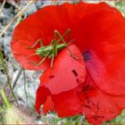 * pauvre coquelicot *