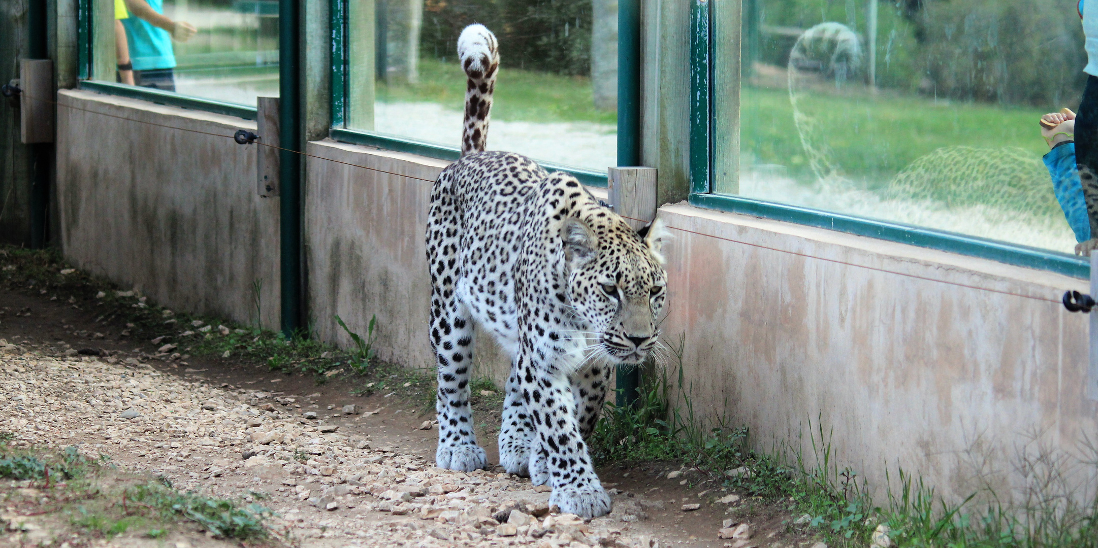 PAUVRE LEOPARD