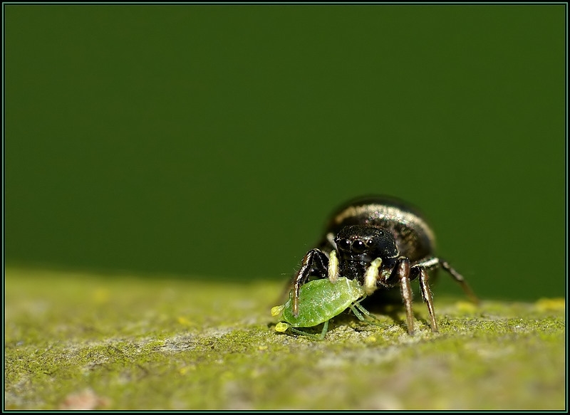 Pauvre puceron