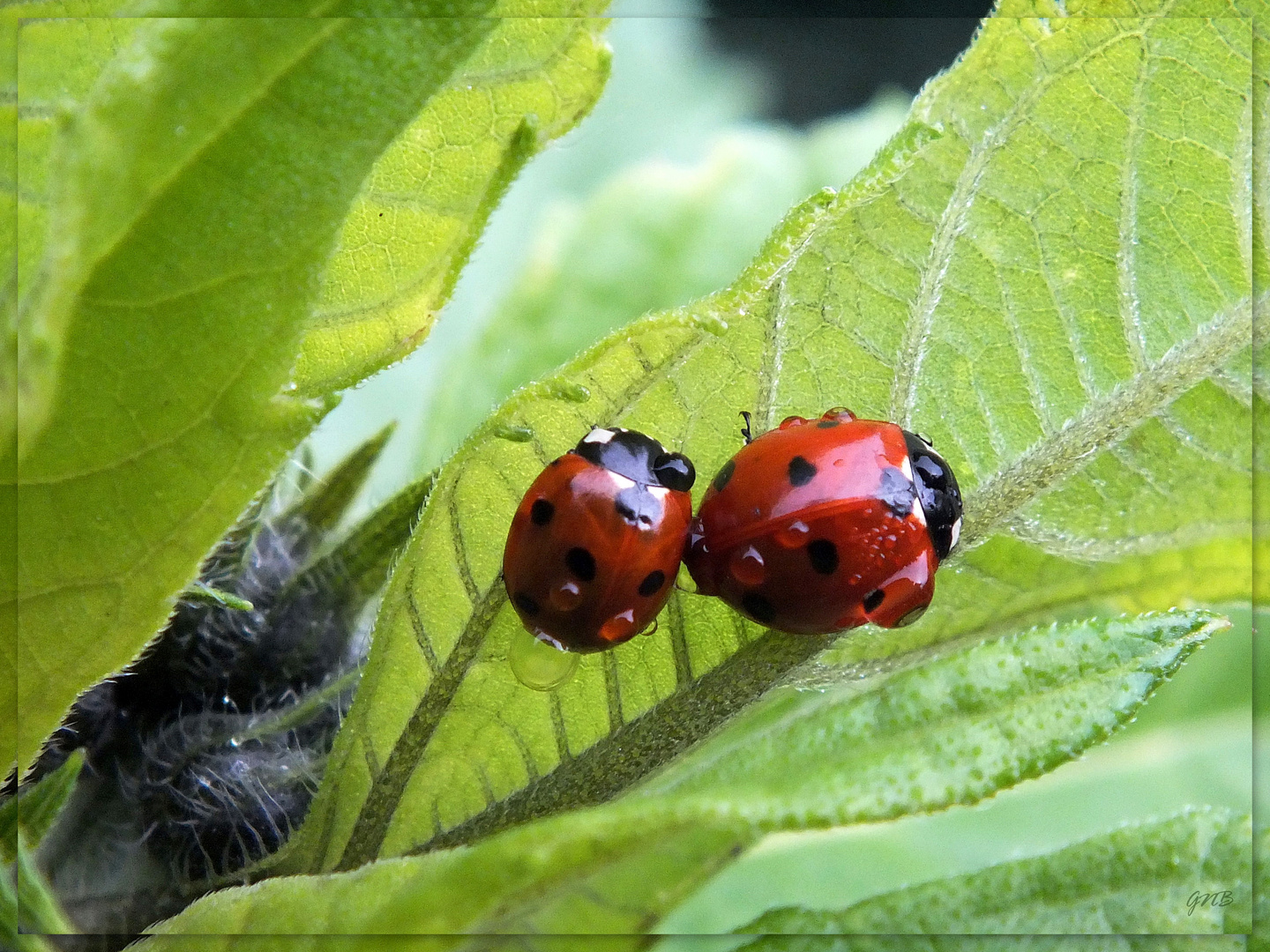 Pauvres coccinelles - Arme Marienkäfer