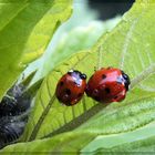 Pauvres coccinelles - Arme Marienkäfer