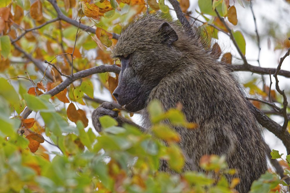 Pavian Foto & Bild africa, southern africa, south africa Bilder auf