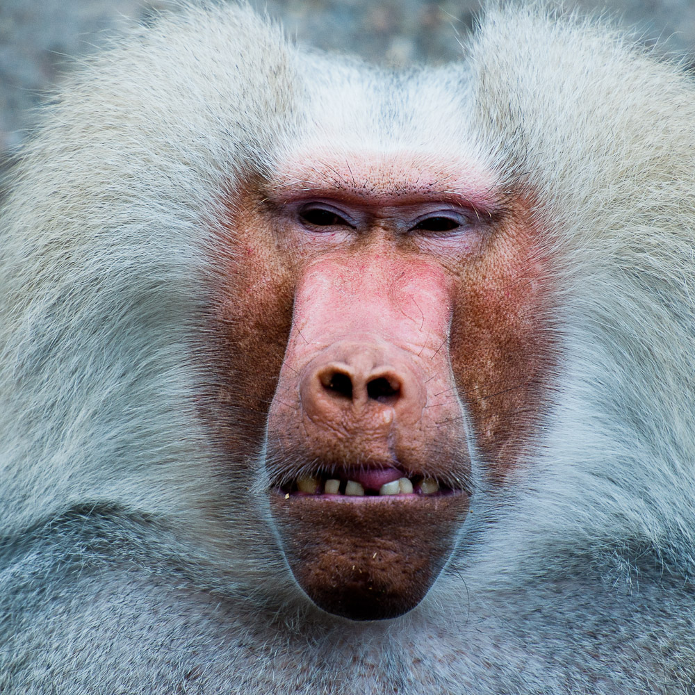 - Pavian - Foto & Bild | tiere, zoo, wildpark & falknerei, säugetiere ...