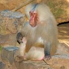 Pavian-Affe schon etwas älter