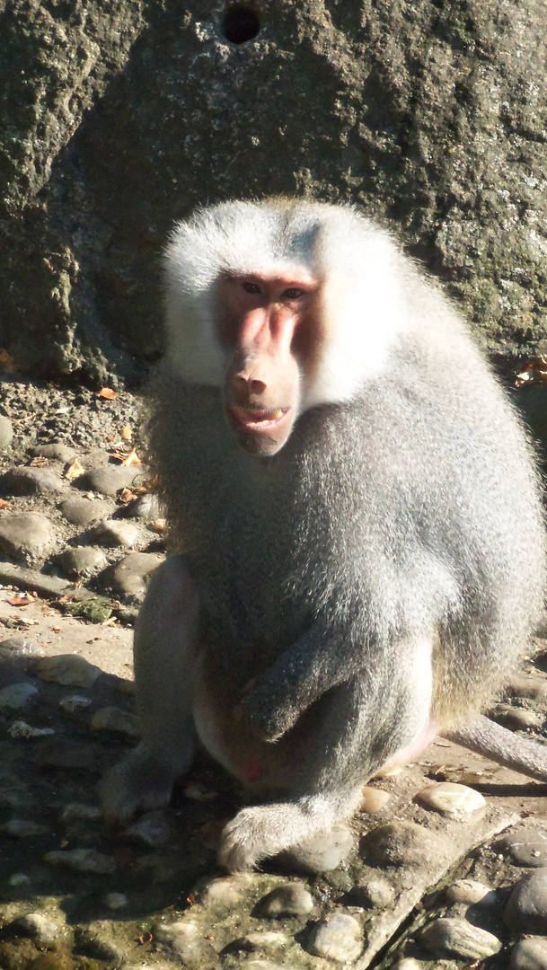 Pavian, aus dem Zoo Hellabrunn in München