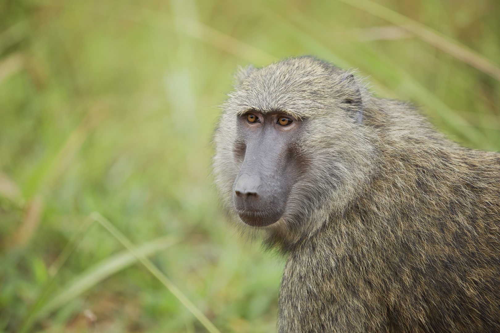 Pavian Foto & Bild | world, natur, tiere Bilder auf fotocommunity