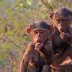 Pavian-Babies, Äthiopien