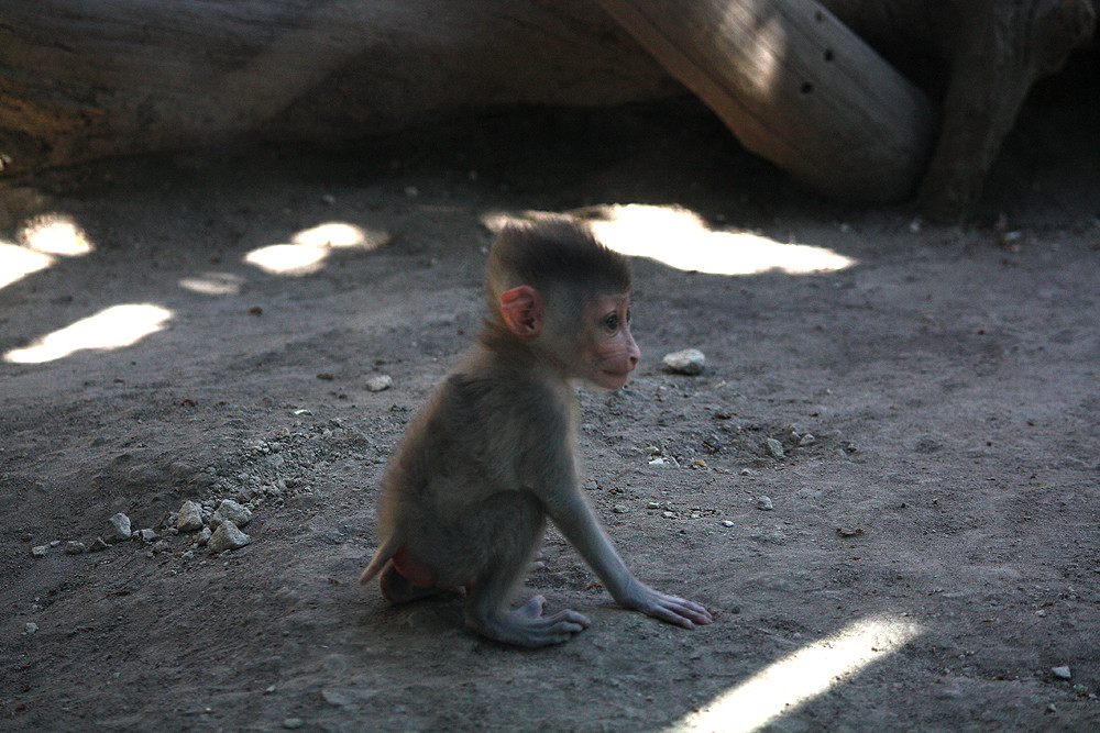 Pavian-Baby im Zoo Hannover