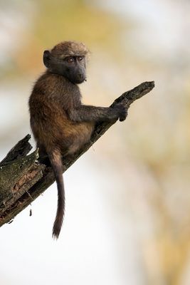 Pavian Baby in Lake Nakuru