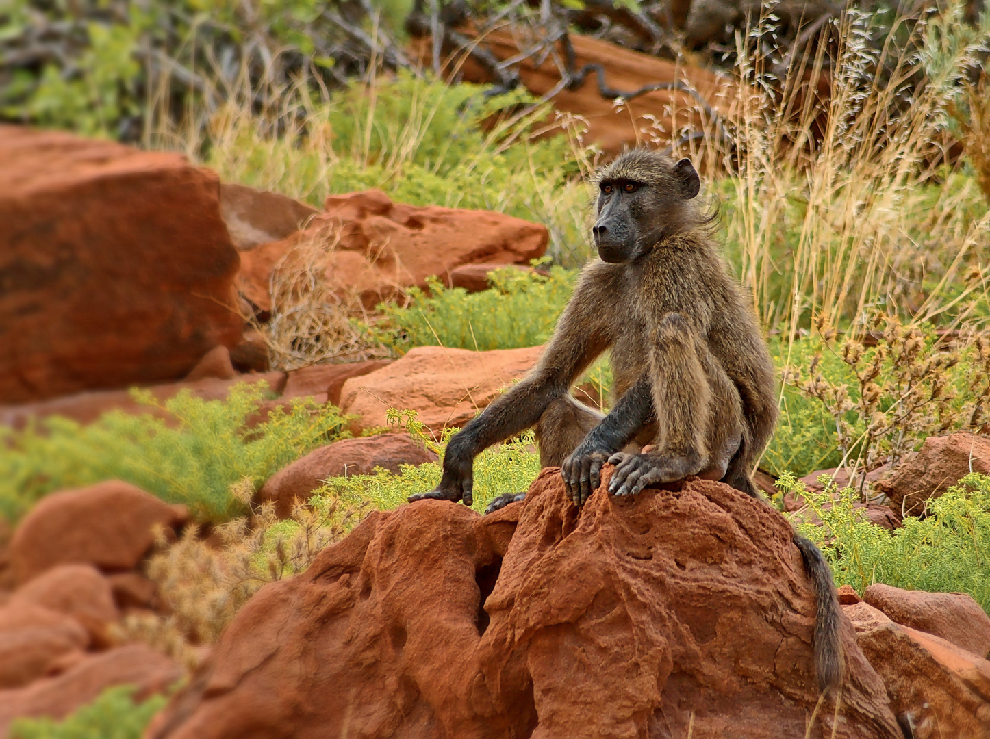 Pavian bei Twyfelfontein