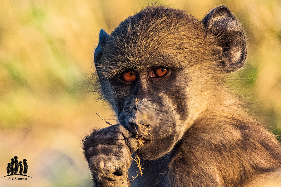 Pavian Chobe Nationalpark