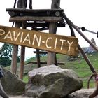 Pavian City