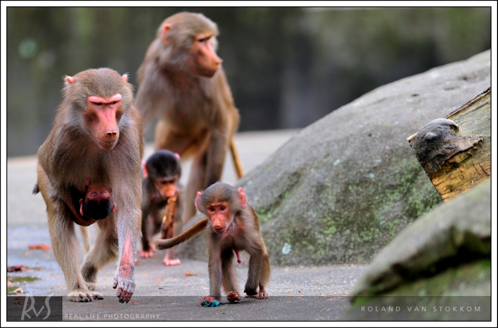 Pavian-Familie