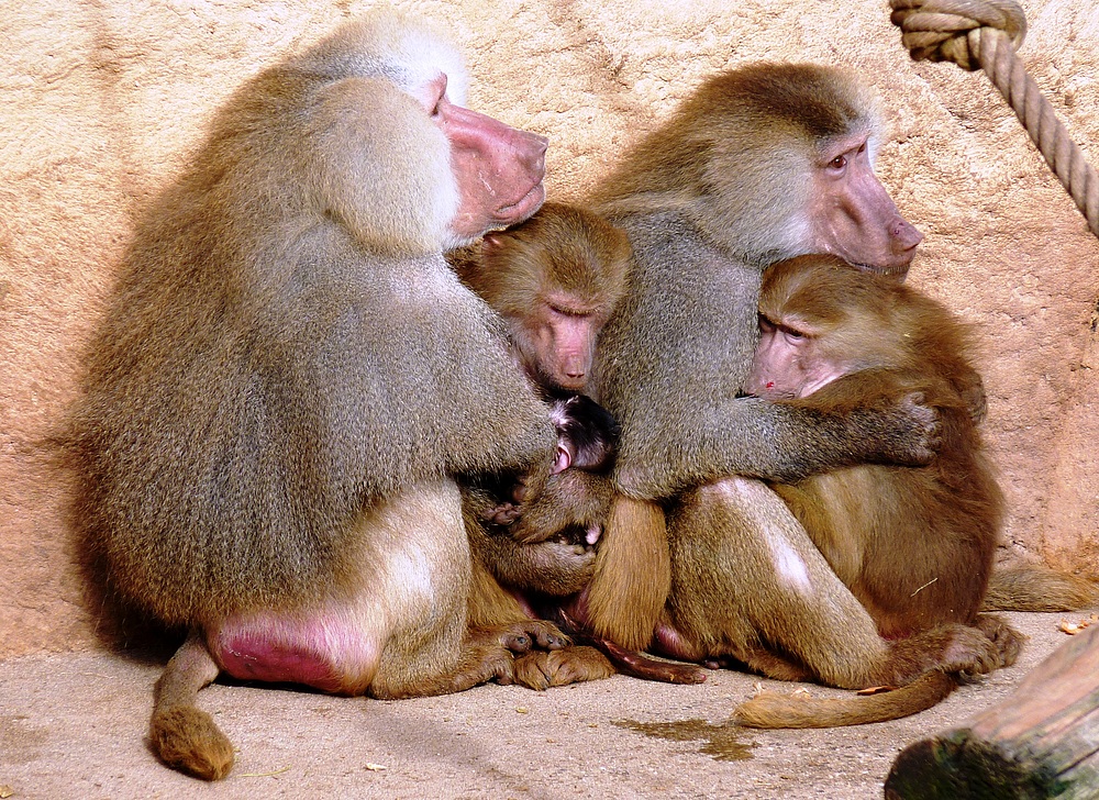 Pavian Familie im Kölner Zoo