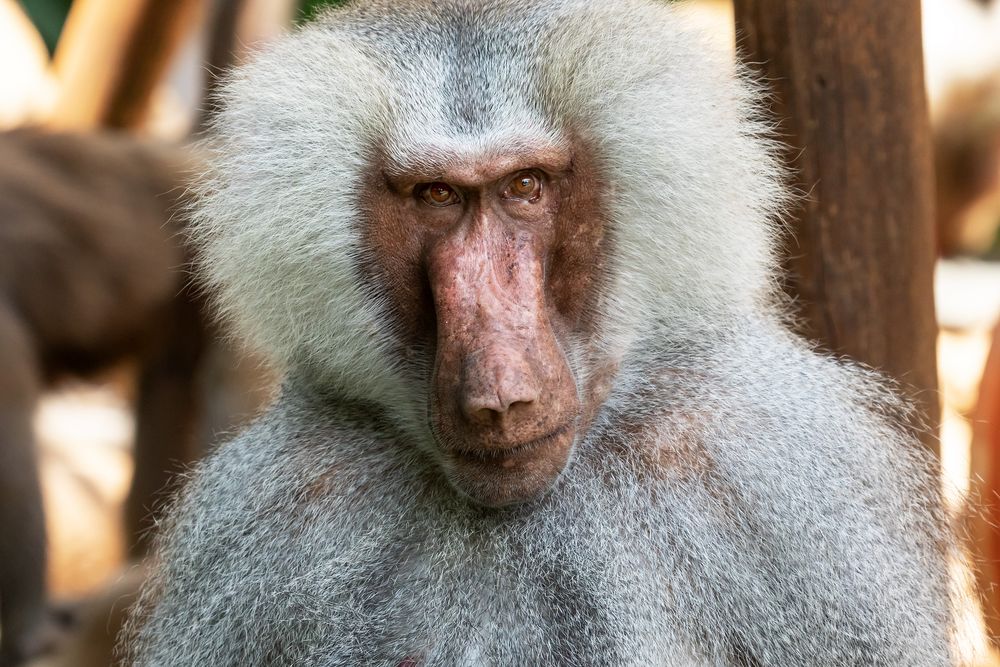 Pavian (Hamadryas Barboon)Kölner Zoo