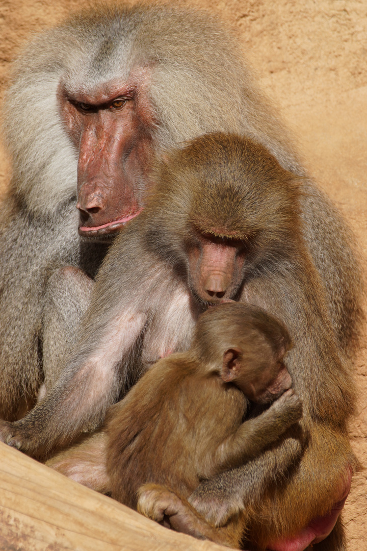 Pavian-Idylle im Kölner Zoo