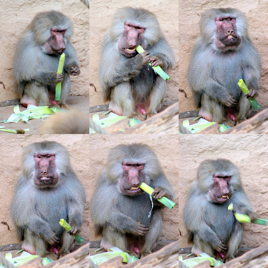 Pavian im Kölner Zoo (2)