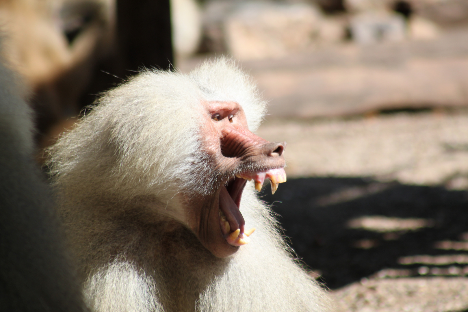 Pavian im Kölner Zoo