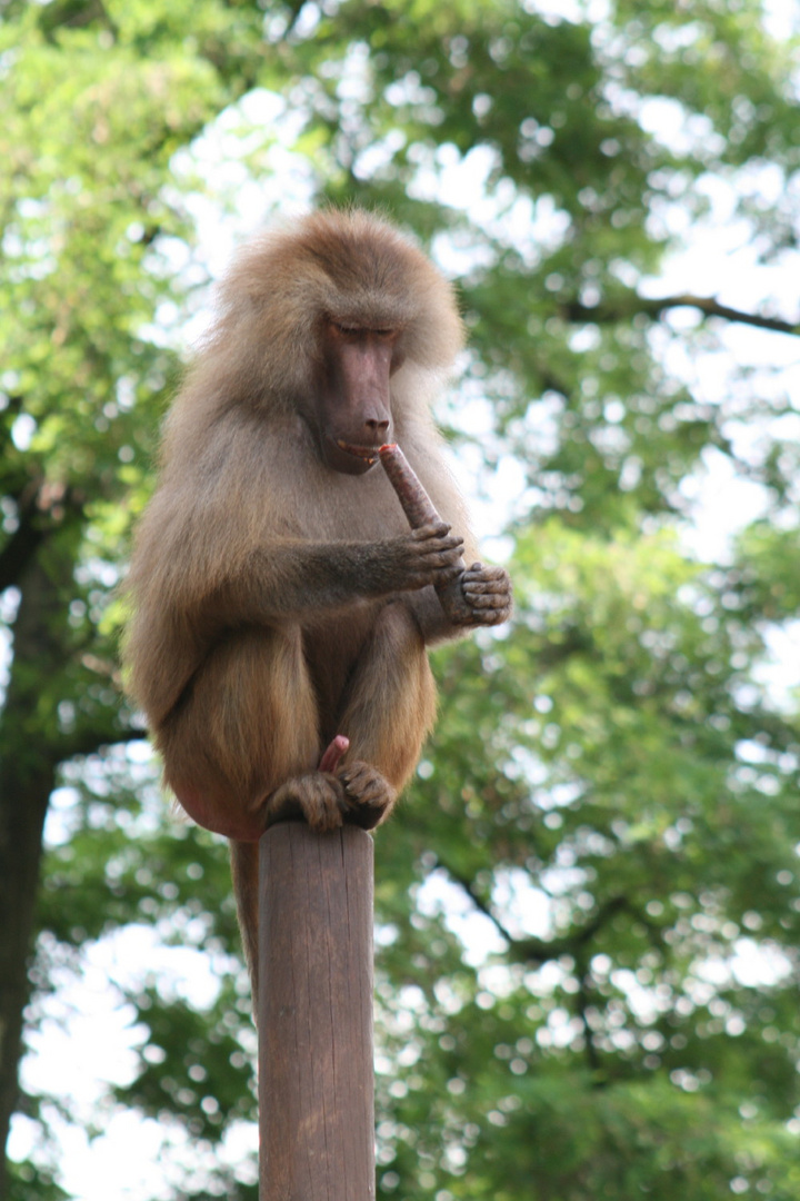 Pavian im Kölner Zoo auf seinem Lieblingsplatz