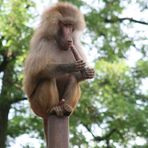 Pavian im Kölner Zoo auf seinem Lieblingsplatz