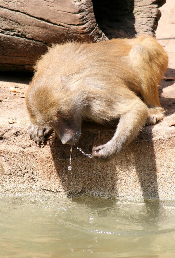Pavian im Kölner Zoo beim Trinken