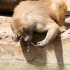 Pavian im Kölner Zoo beim Trinken