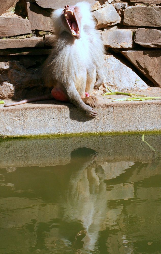 Pavian im Kölner Zoo