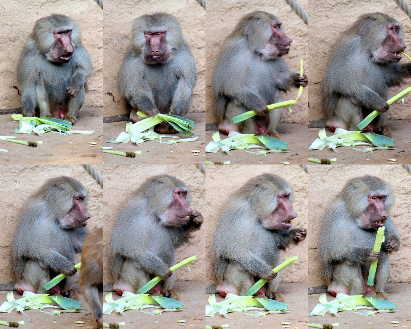 Pavian im Kölner Zoo