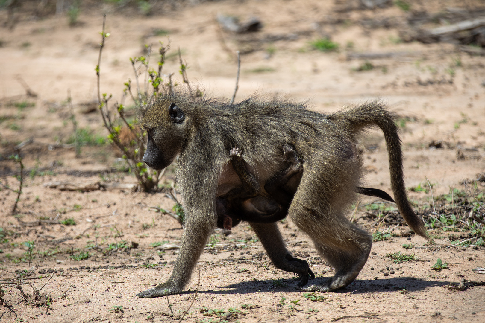 Pavian im Kruger Nationalpark