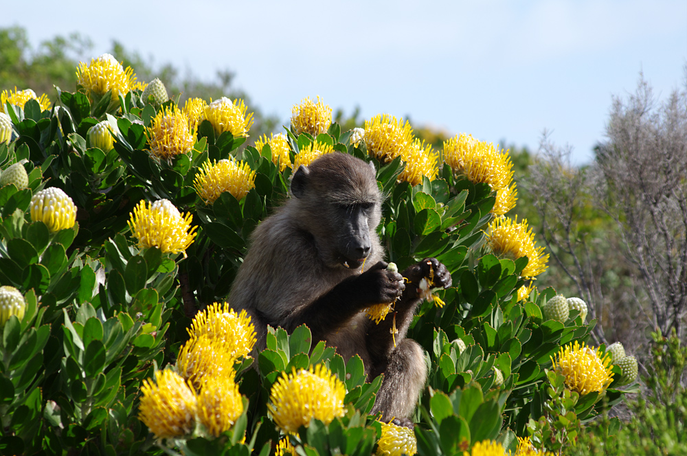 Pavian im Table-Mountain-Nationalpark