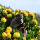 Pavian im Table-Mountain-Nationalpark