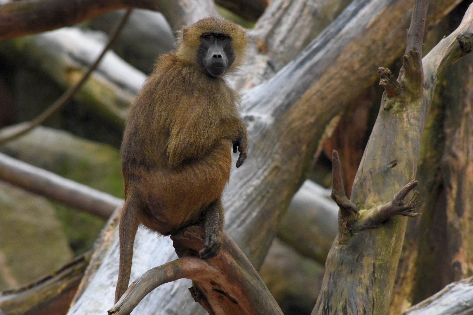 Pavian im Tiergarten Nürnberg