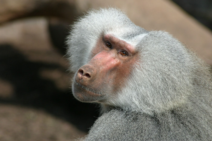 Pavian im Zoo Leipzig