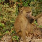 Pavian in der Serengeti