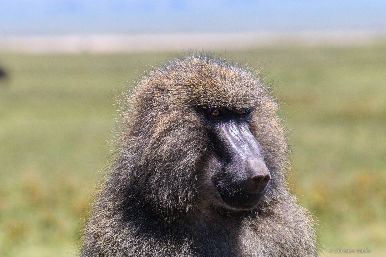 Pavian in der Serengeti