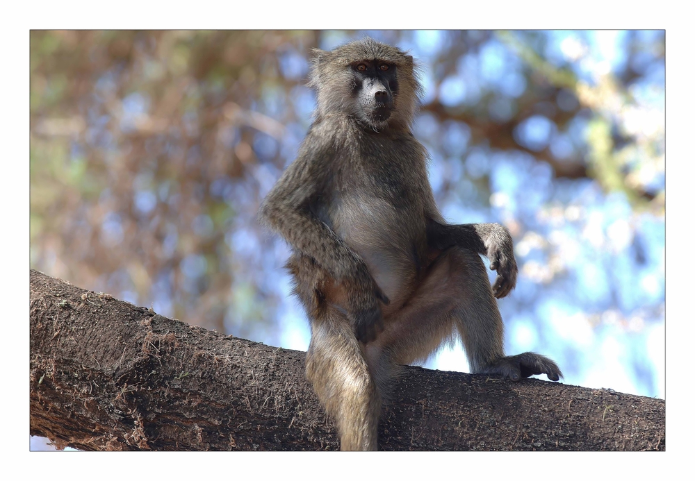 Pavian • Manyara National Park