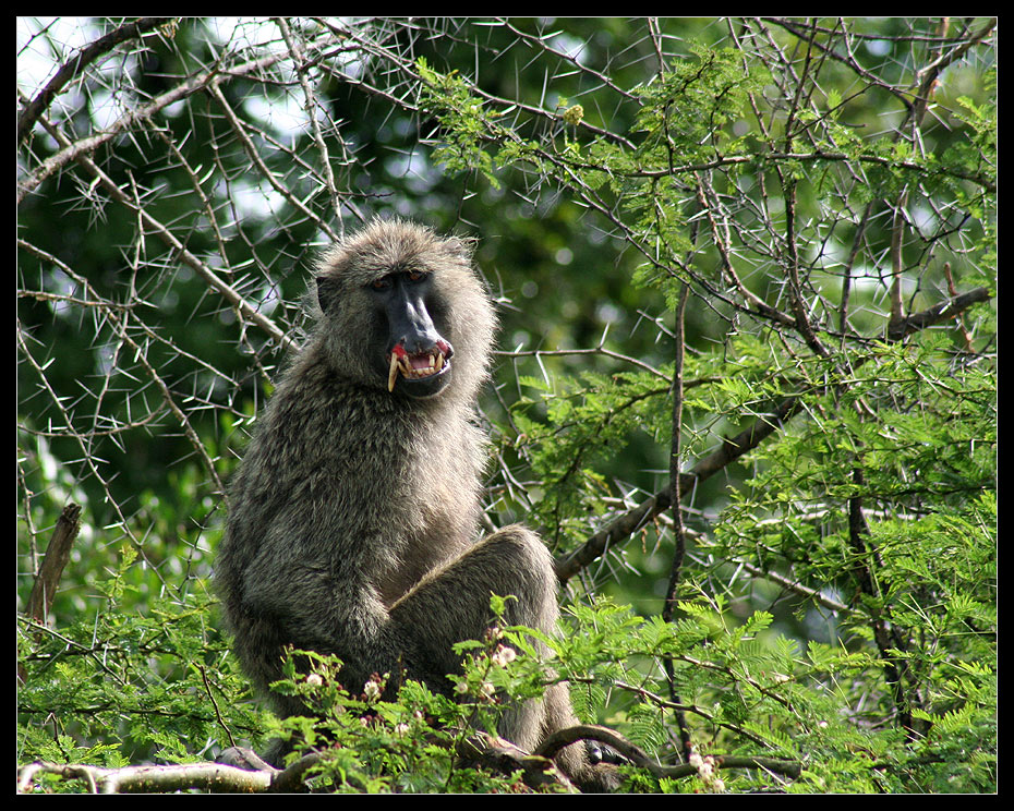 Pavian, Murchison Falls NP, Uganda