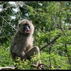 Pavian, Murchison Falls NP, Uganda