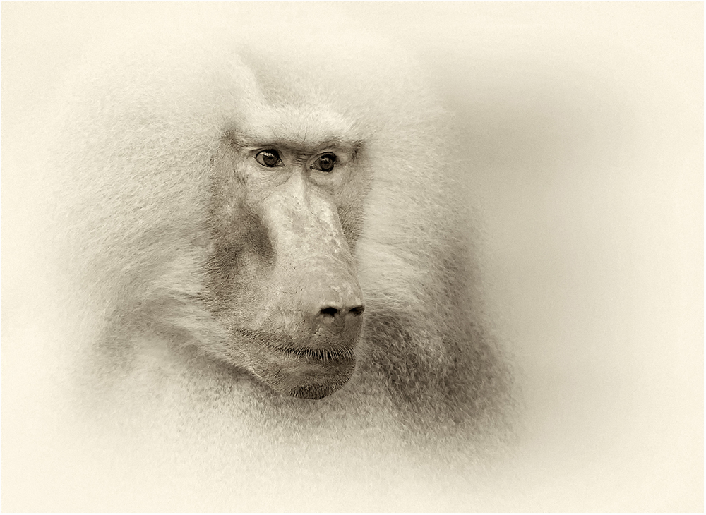 Pavian Portrait