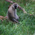 Pavian - Tsavo-East-Nationalpark