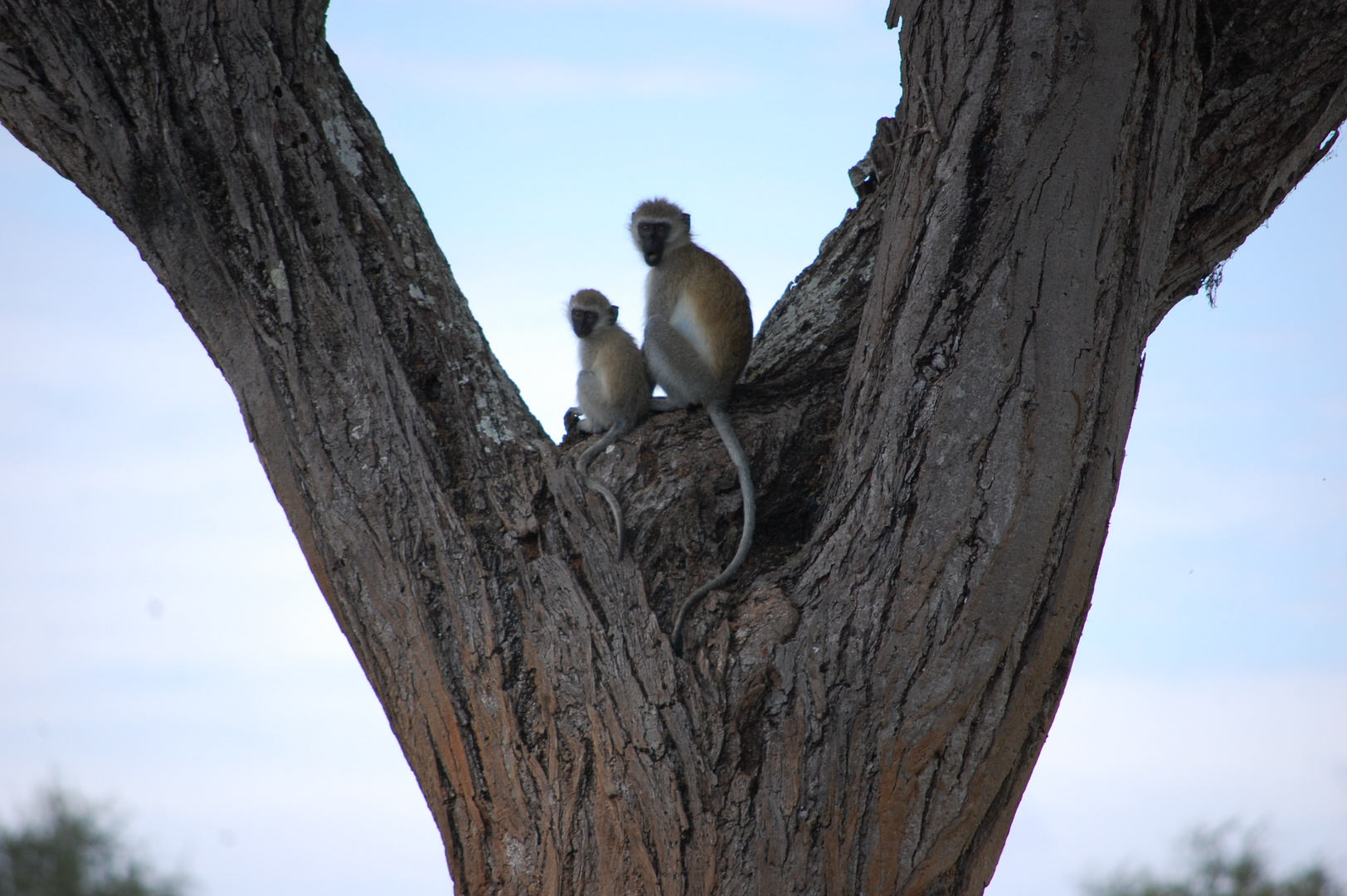 Pavian - Tsavo-East-Nationalpark