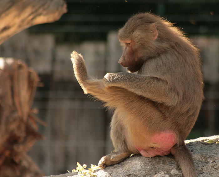 Pavian - Zoo Augsburg