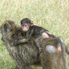 Pavianbaby auf Mamas Rücken