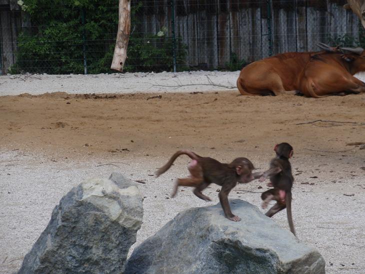 Pavianbabys im Zoo Augsburg