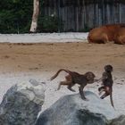 Pavianbabys im Zoo Augsburg