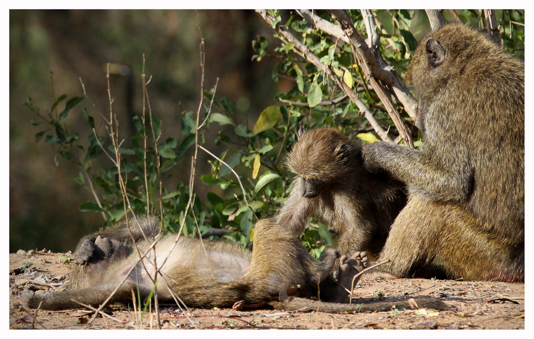 Paviane am Morgen _3_ Samburu Nationalpark