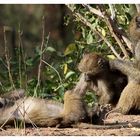 Paviane am Morgen _3_ Samburu Nationalpark