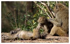 Paviane am Morgen _3_ Samburu Nationalpark