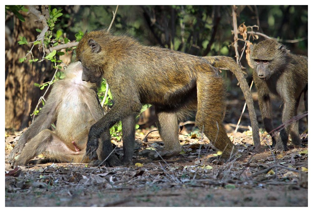 Paviane am Morgen _4_ Samburu Nationalpark